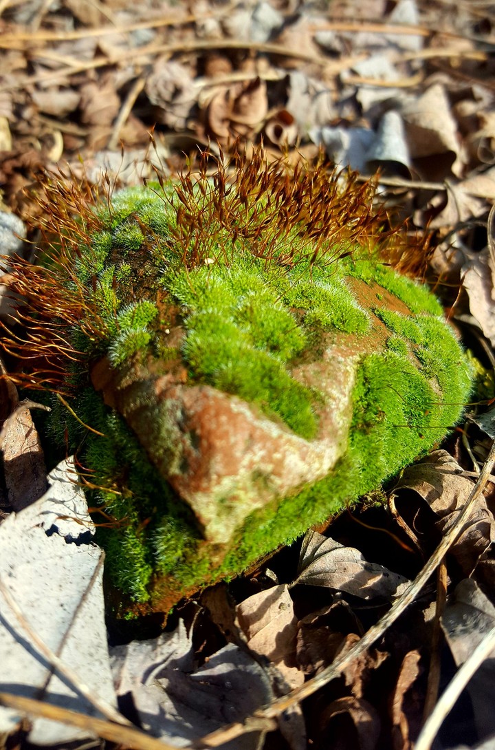 The green island