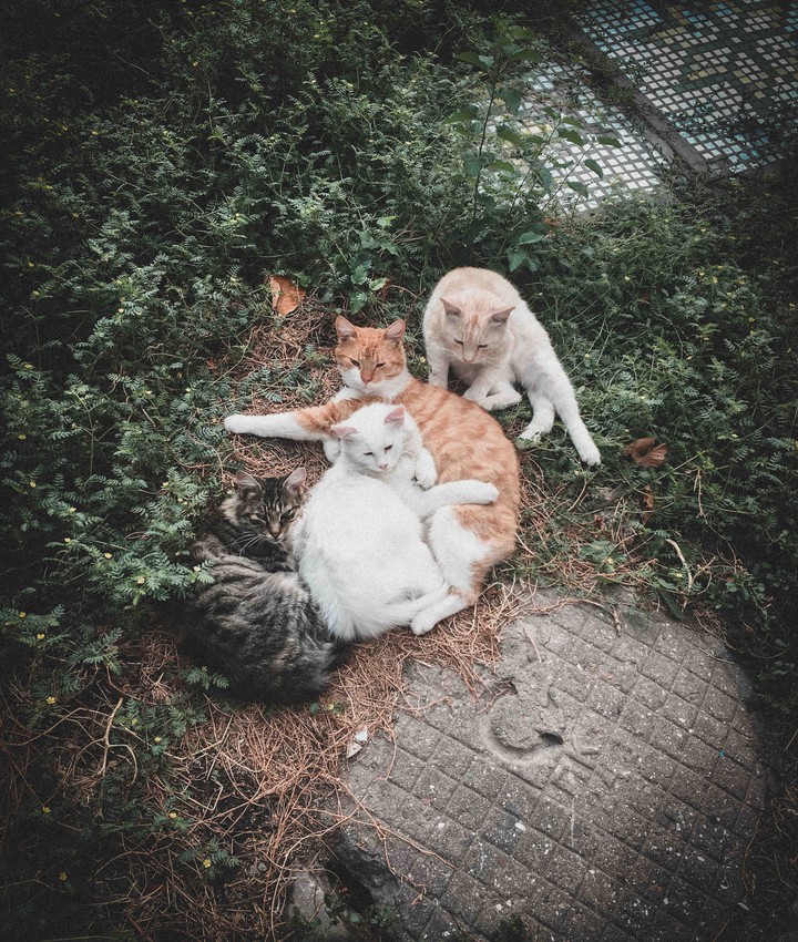 коты
