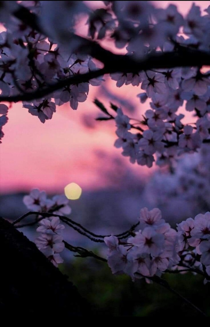 sun in flowers