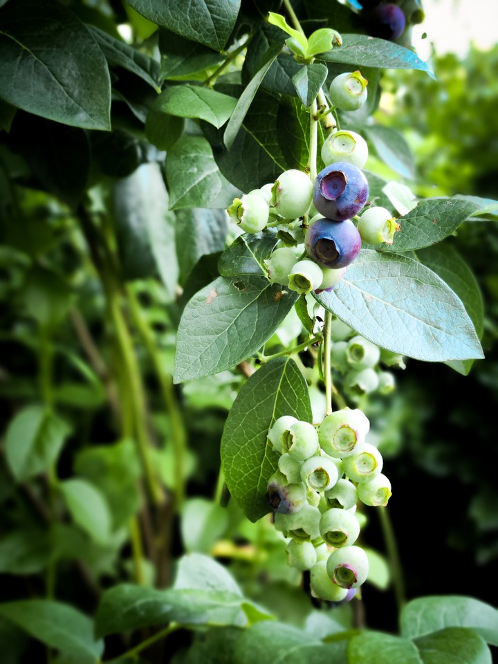 Blueberry Bush