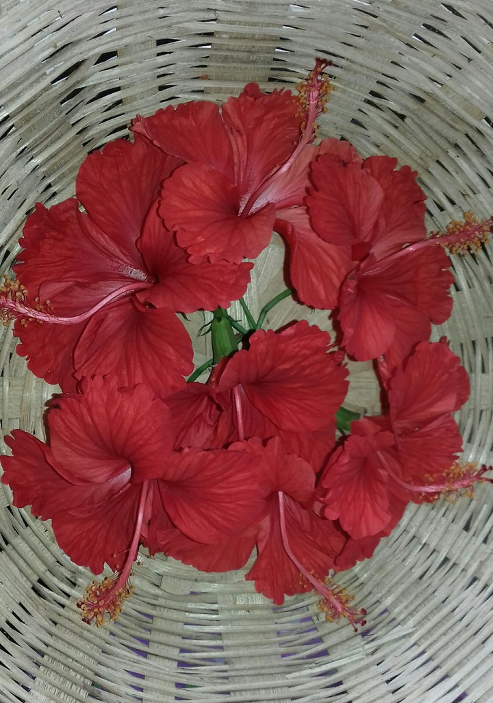Hibiscus rosa sinensis