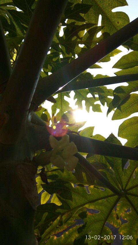 piercing sunrays