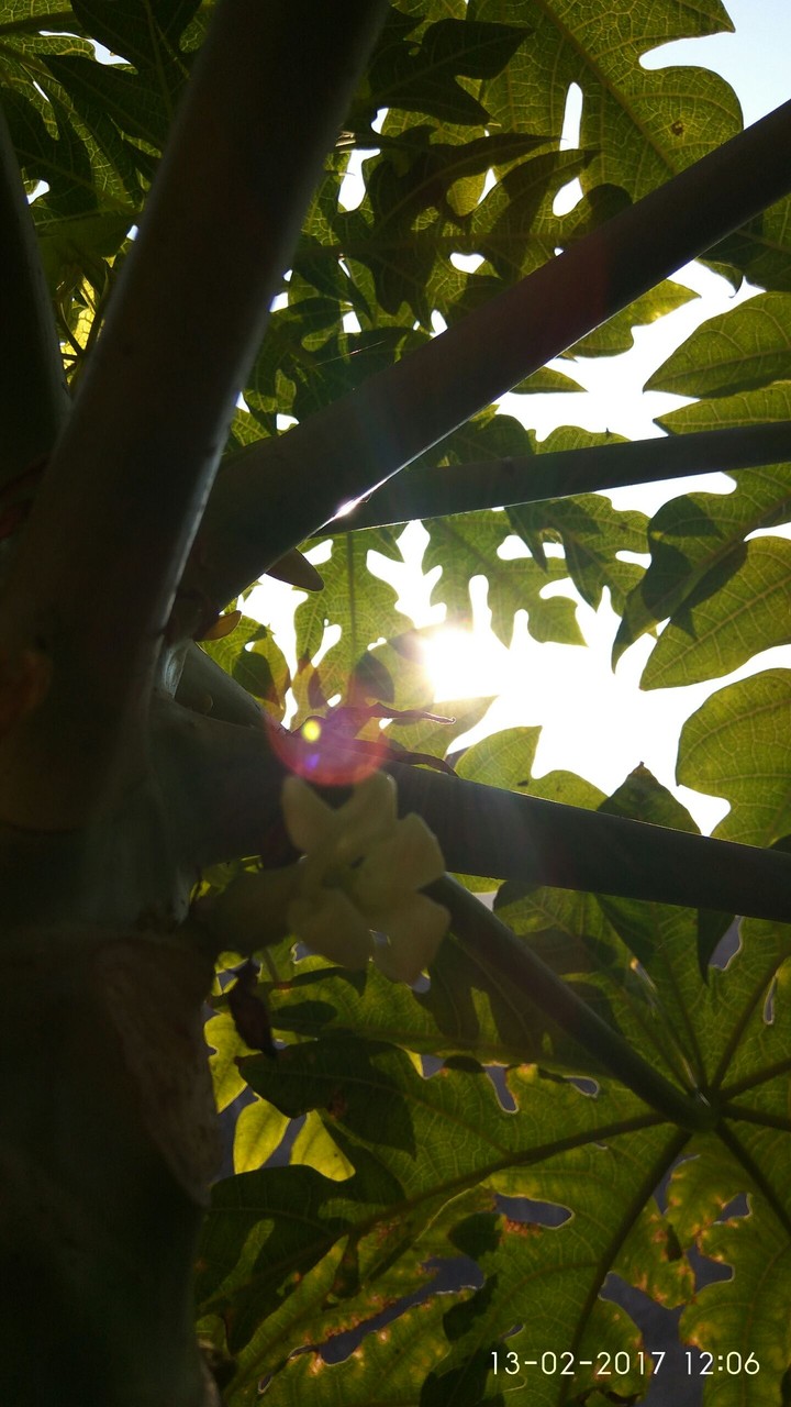 piercing sunrays