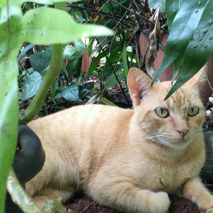 Bob cat