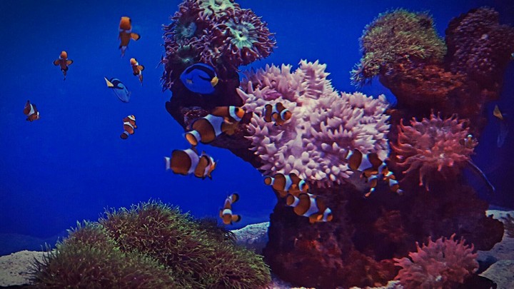 Finding Nemo and Dory