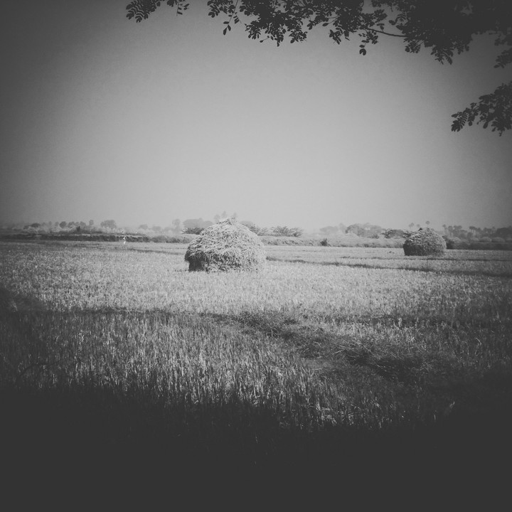 Indian Farm Vin