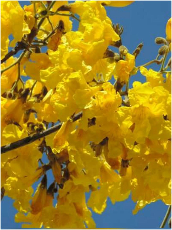 Ipê Amarelo