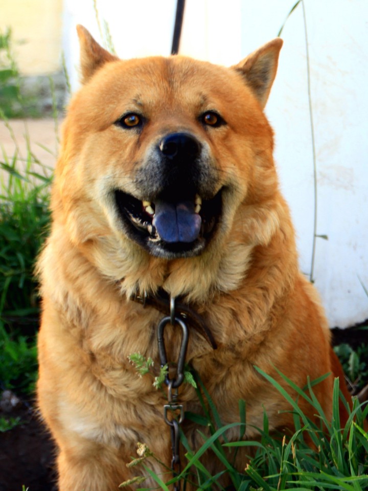 Dog Charlie