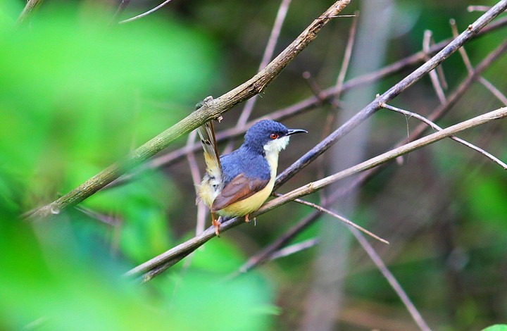 bird