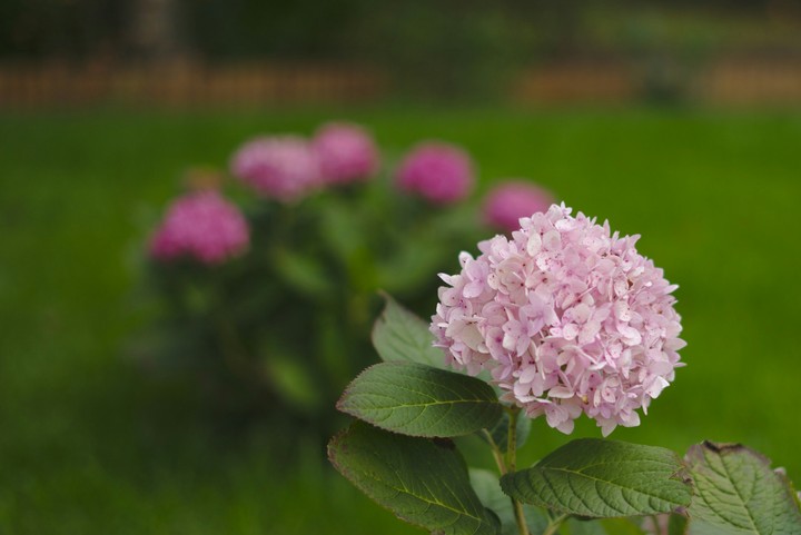 The lonely hydrangea / Die einsame Hortensie