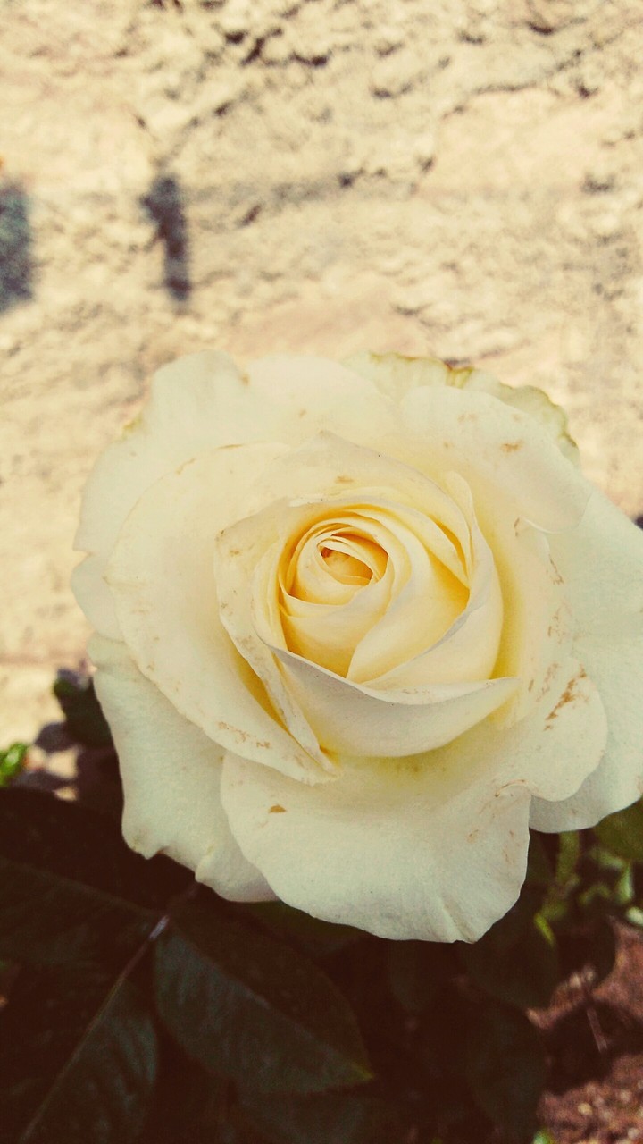 Rosa 