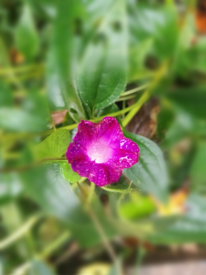 my flowers