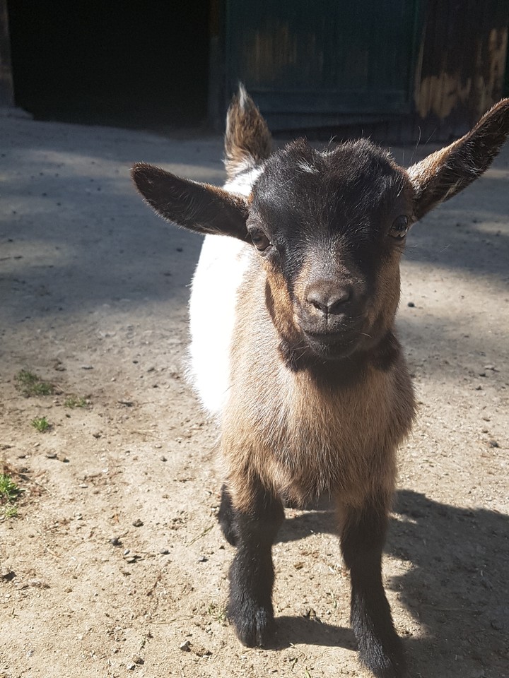 little baby goat