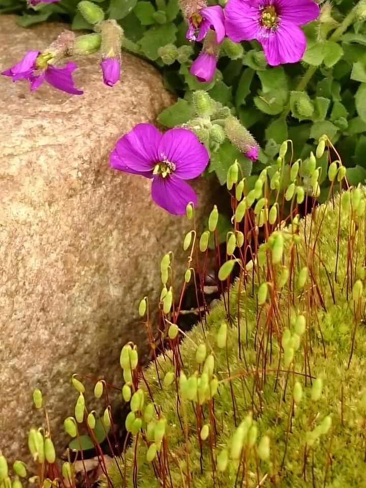 Moos mit Blüte