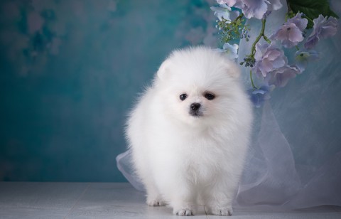 dog my snupy
