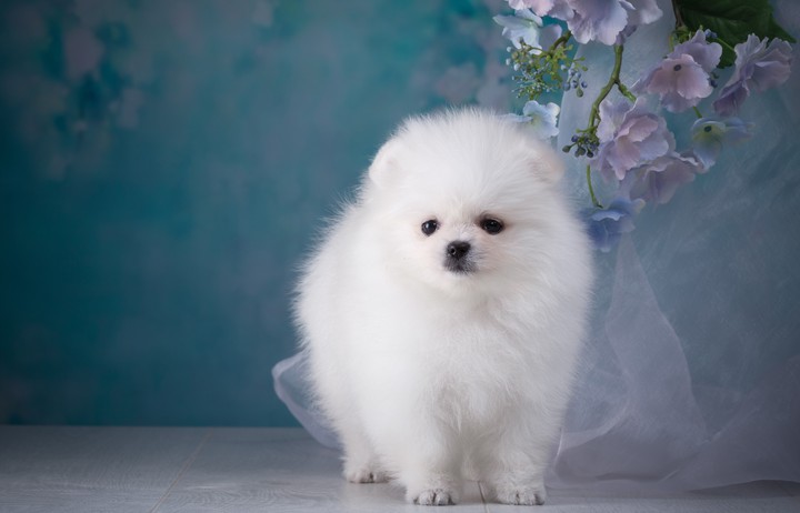 dog my snupy