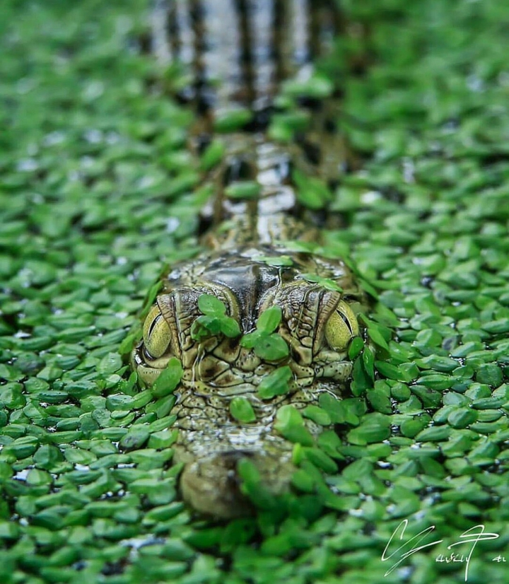 Wildlife الحياة البرية