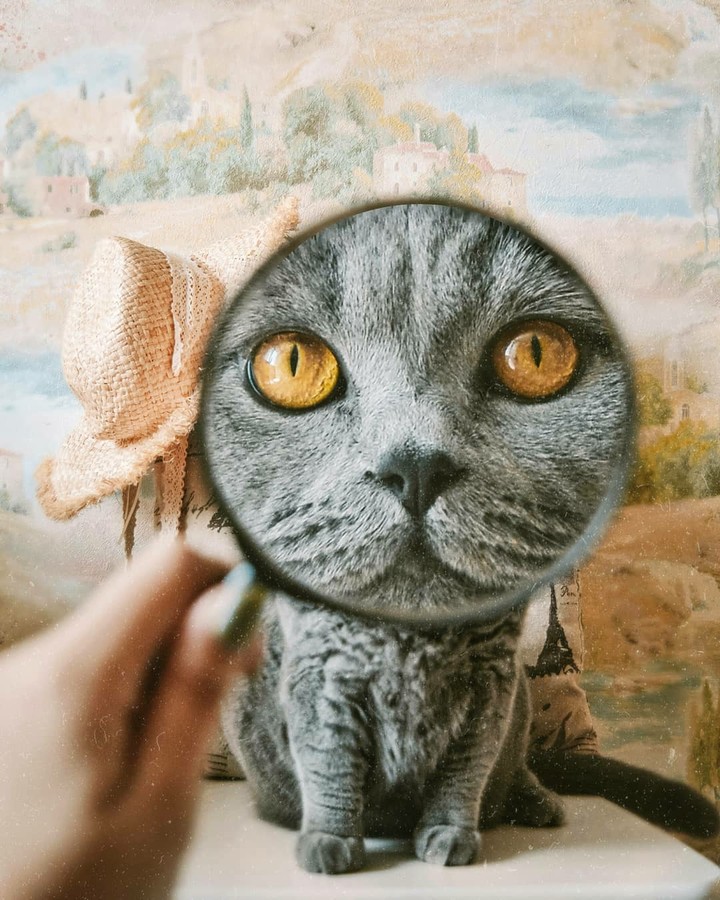 Cat