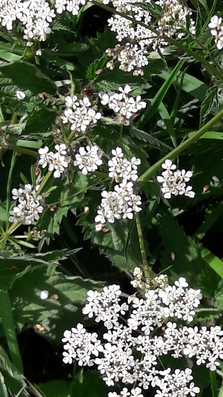 white as snow
