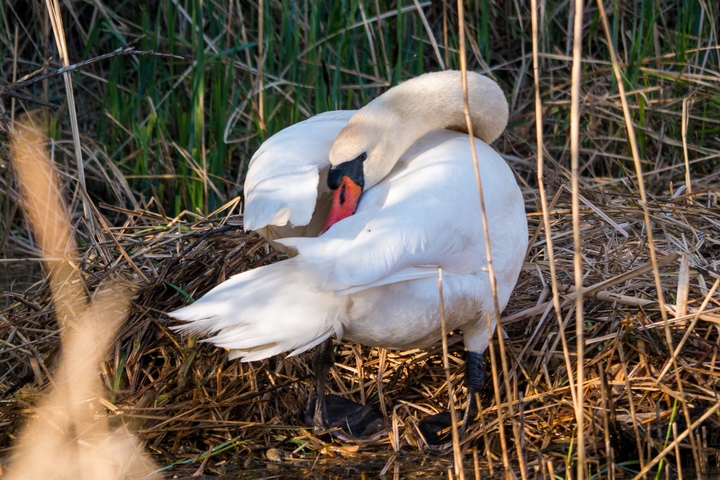 Schwan beim Säubern