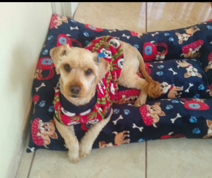 suerte de perros