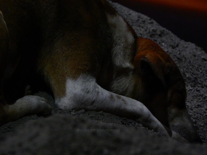 dreaming