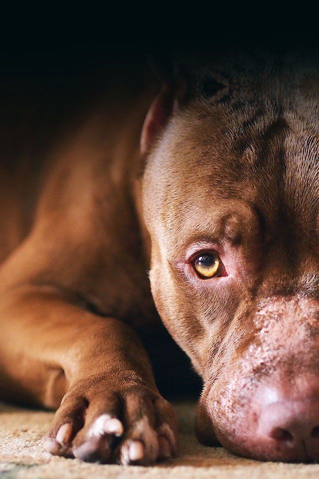 pitbull