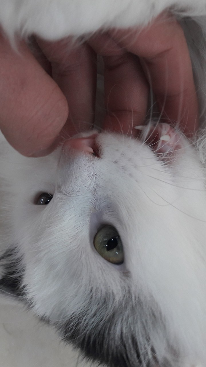 cat
