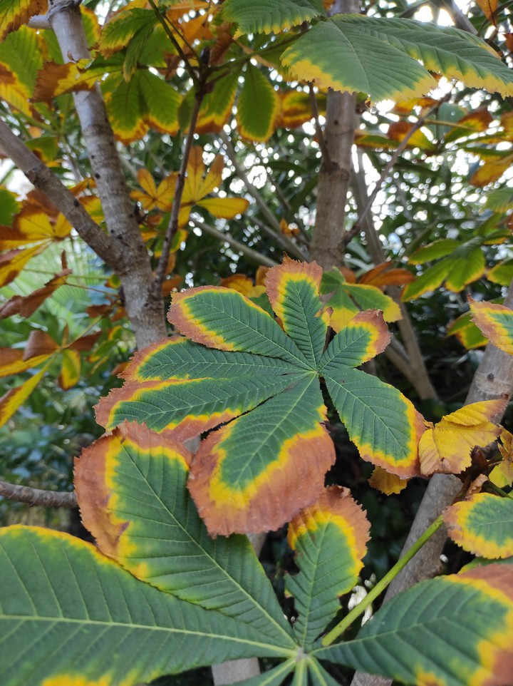 Autumn in İstanbul