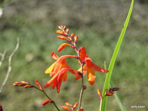 Wild orange