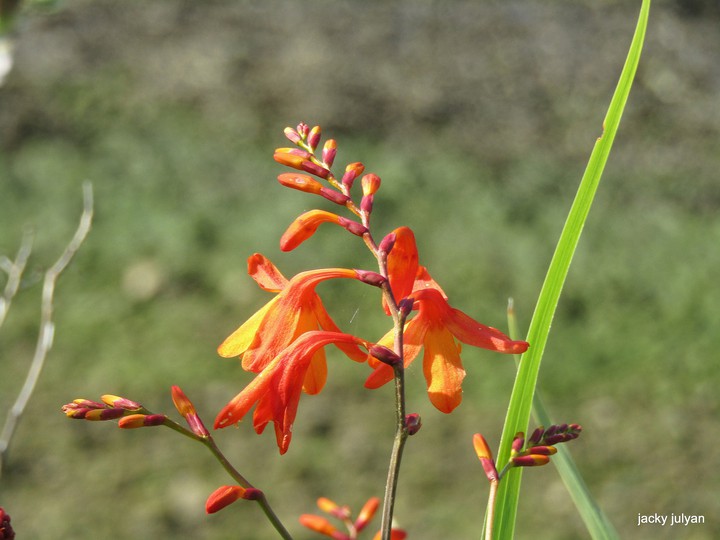 Wild orange