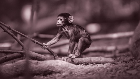 stubborn monkey....