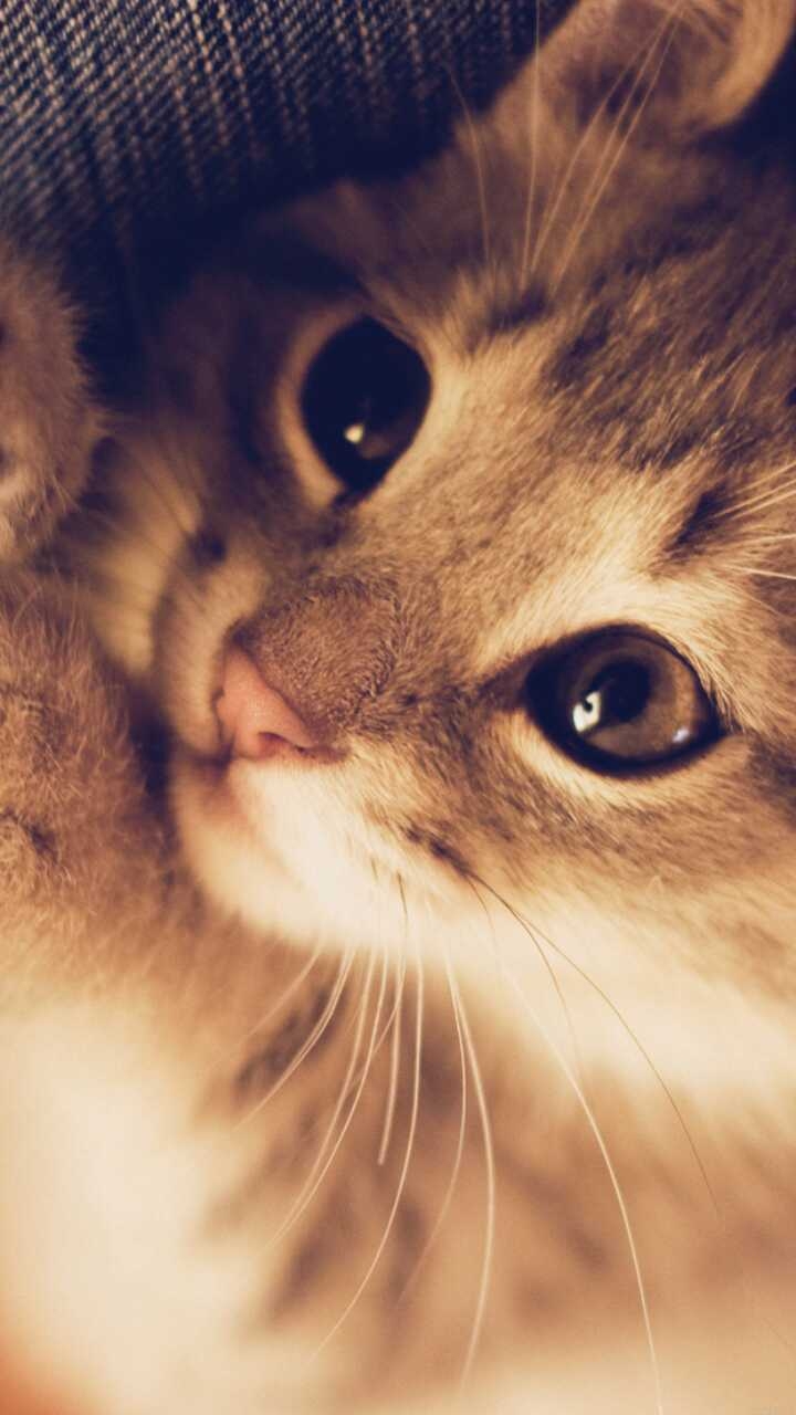 Котёнок