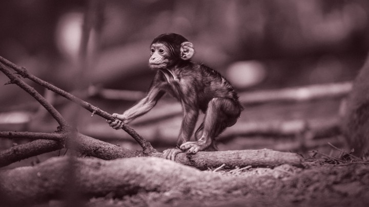 stubborn monkey....