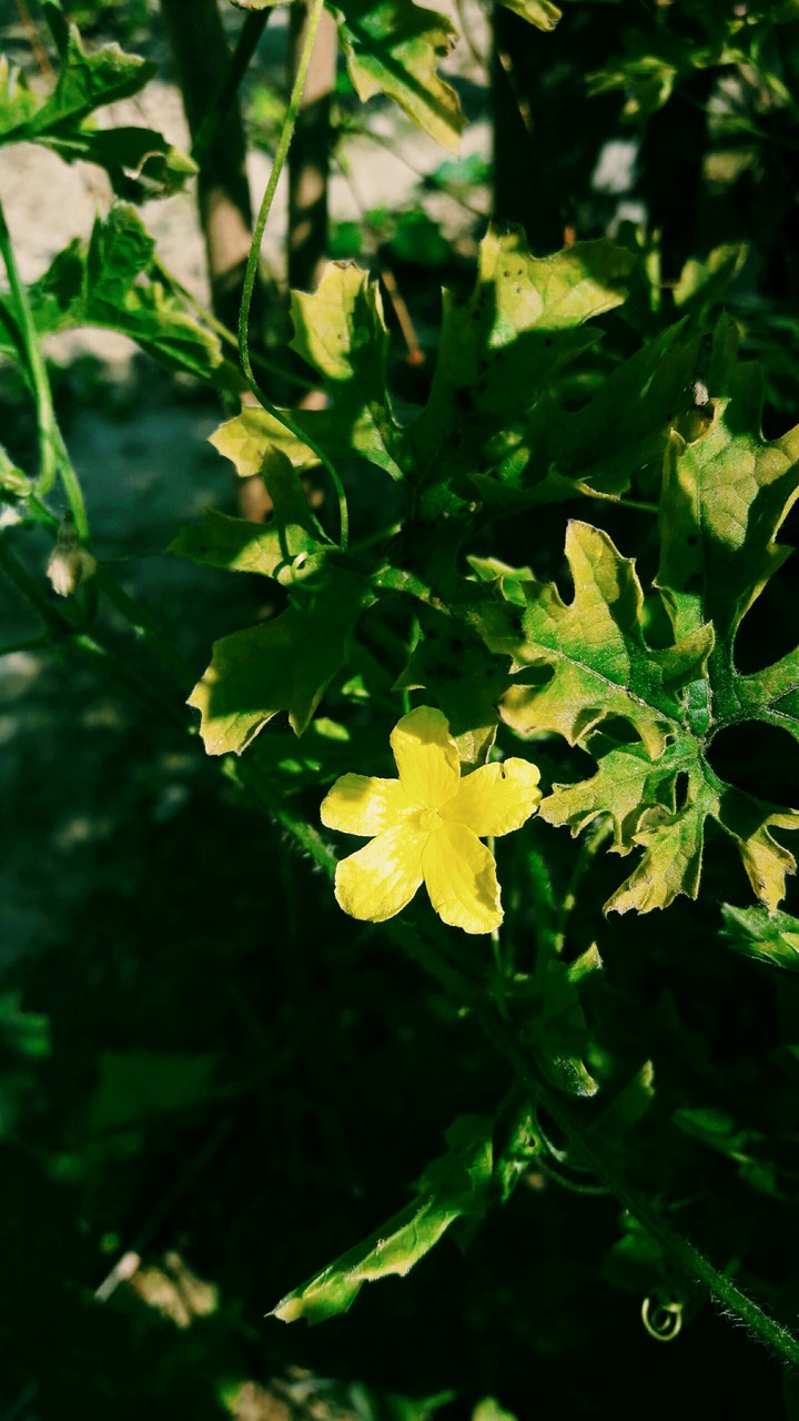 bitter gourd