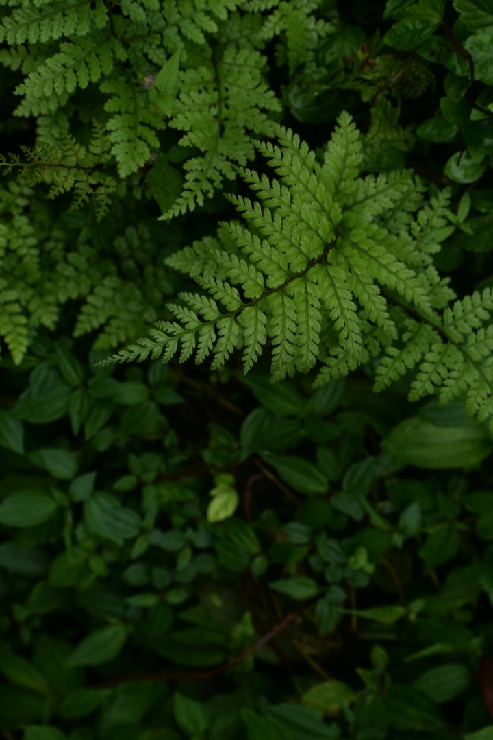 foilage