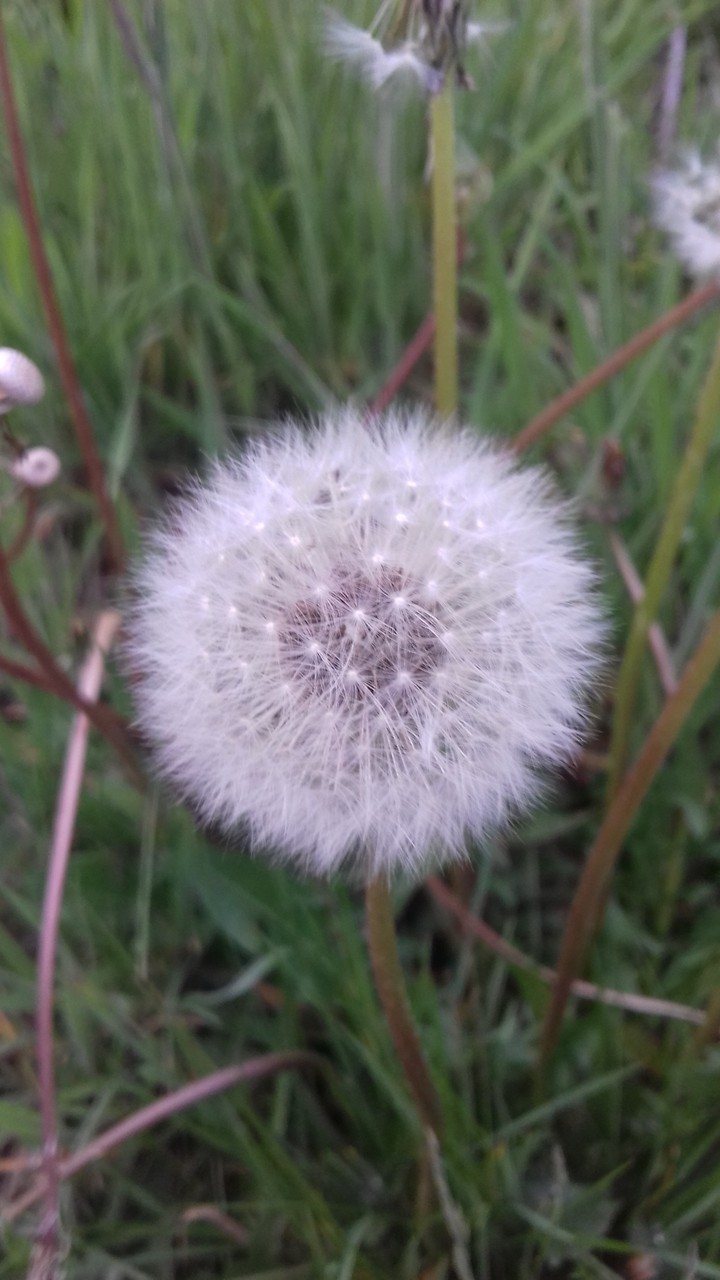 zaadjes van een paardenbloem