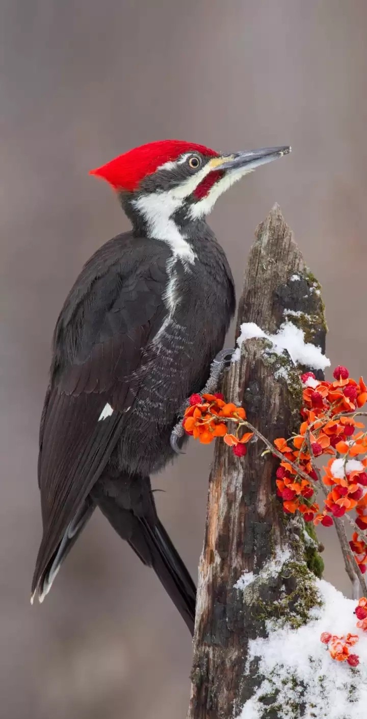woodpecker
