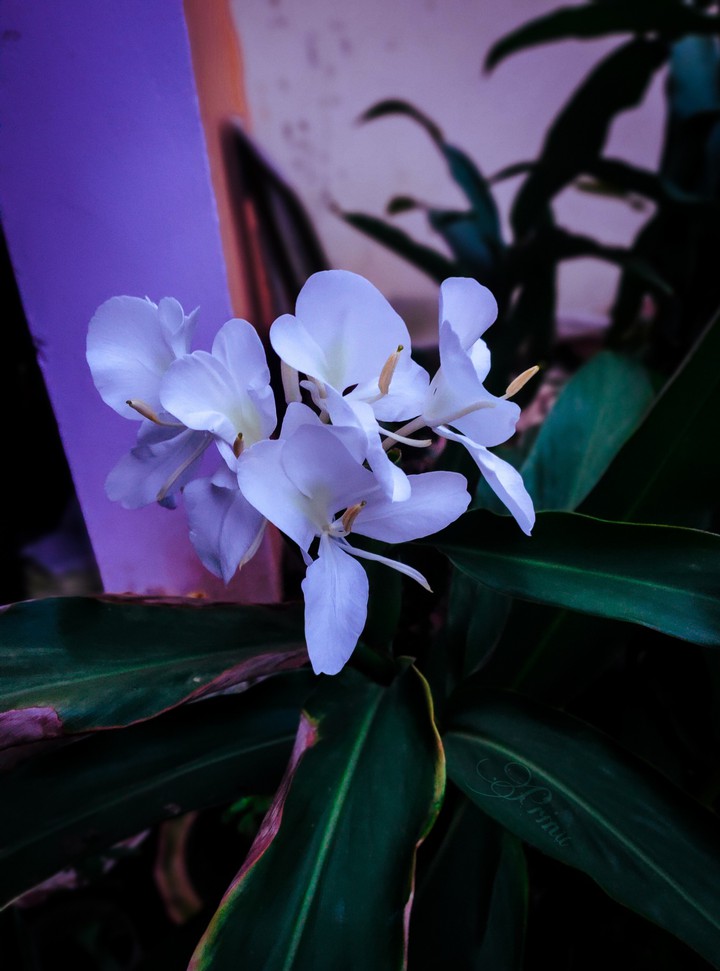Flower