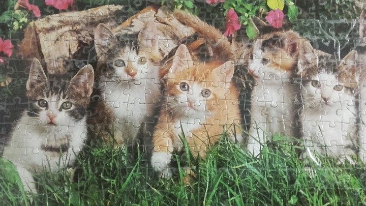 котики