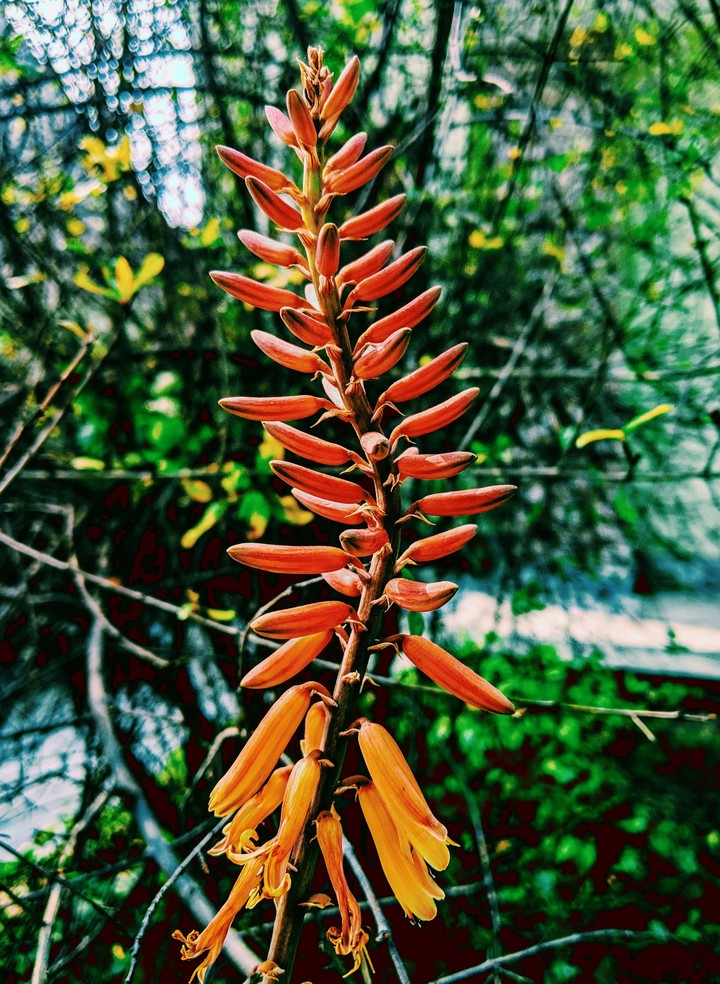 Aloe vera