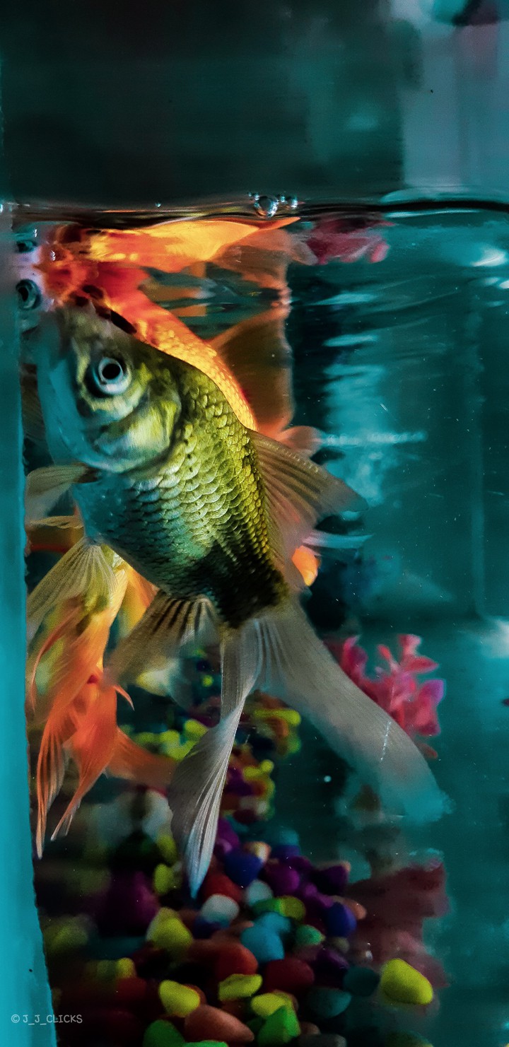 BEAUTIFUL FISH