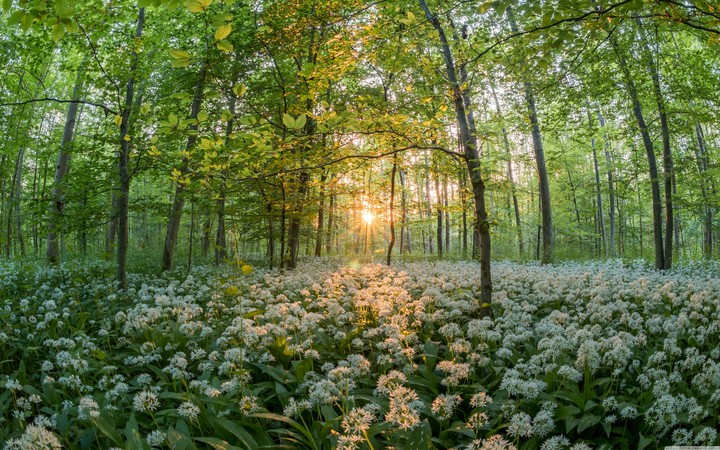 Flowerland forest