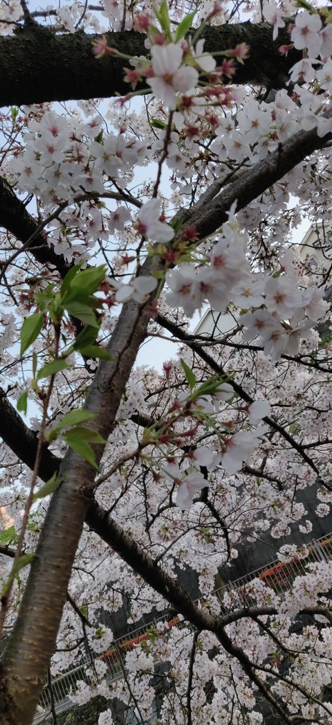 sakura
