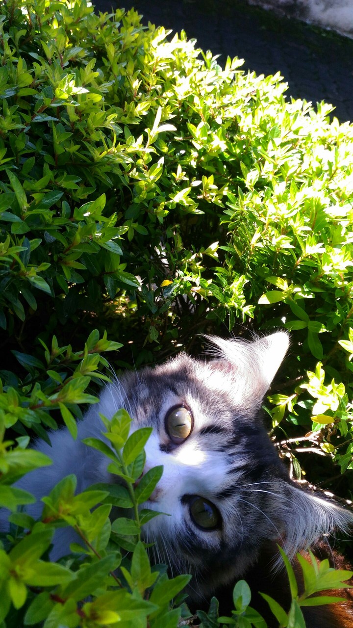 cats