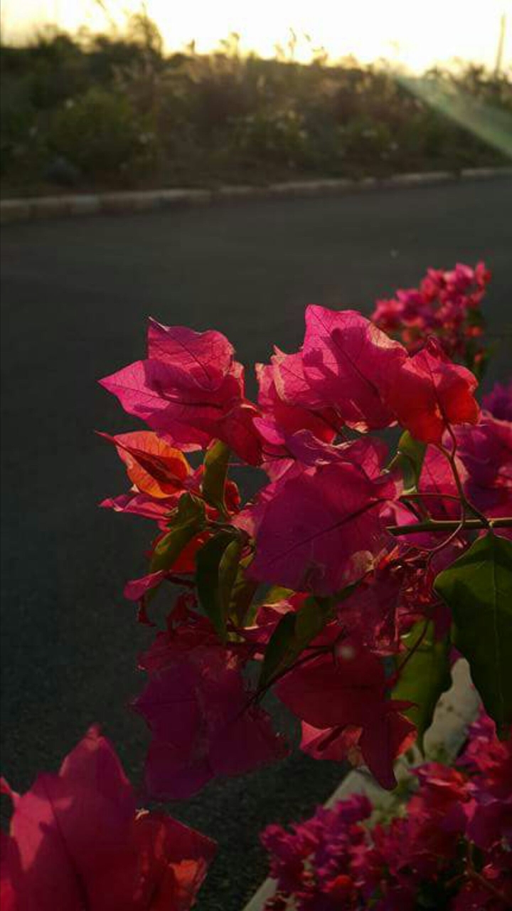 Red Rose Professional Camera