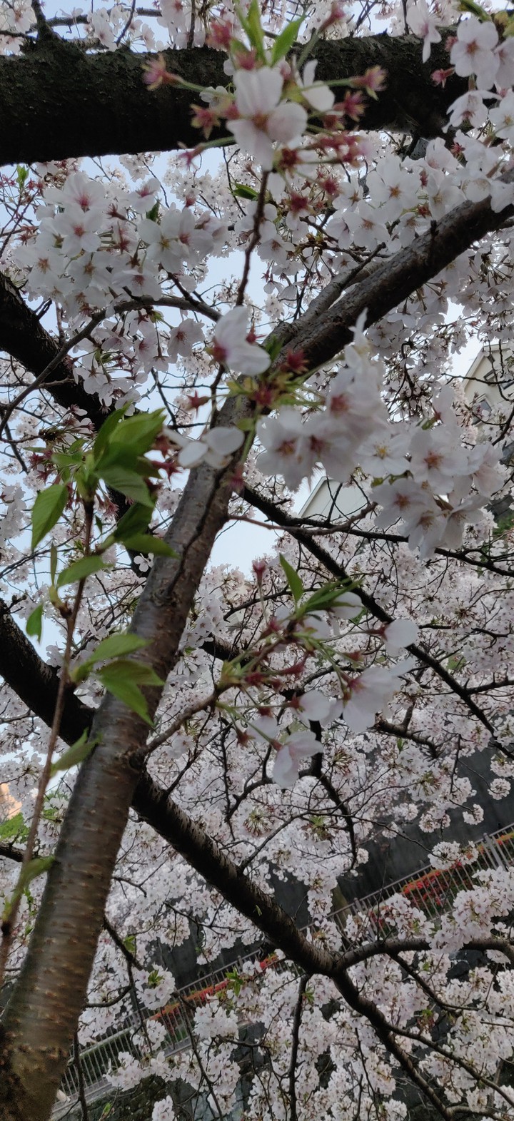 sakura