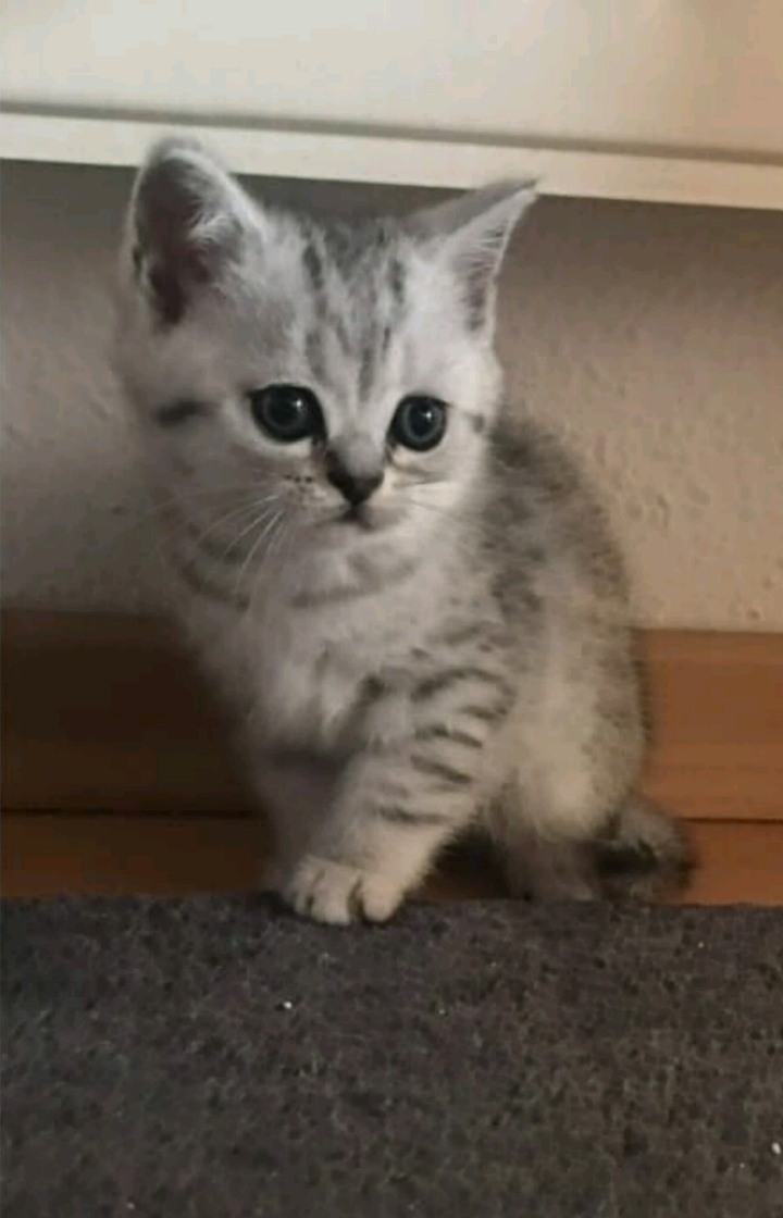 A small sweet cat