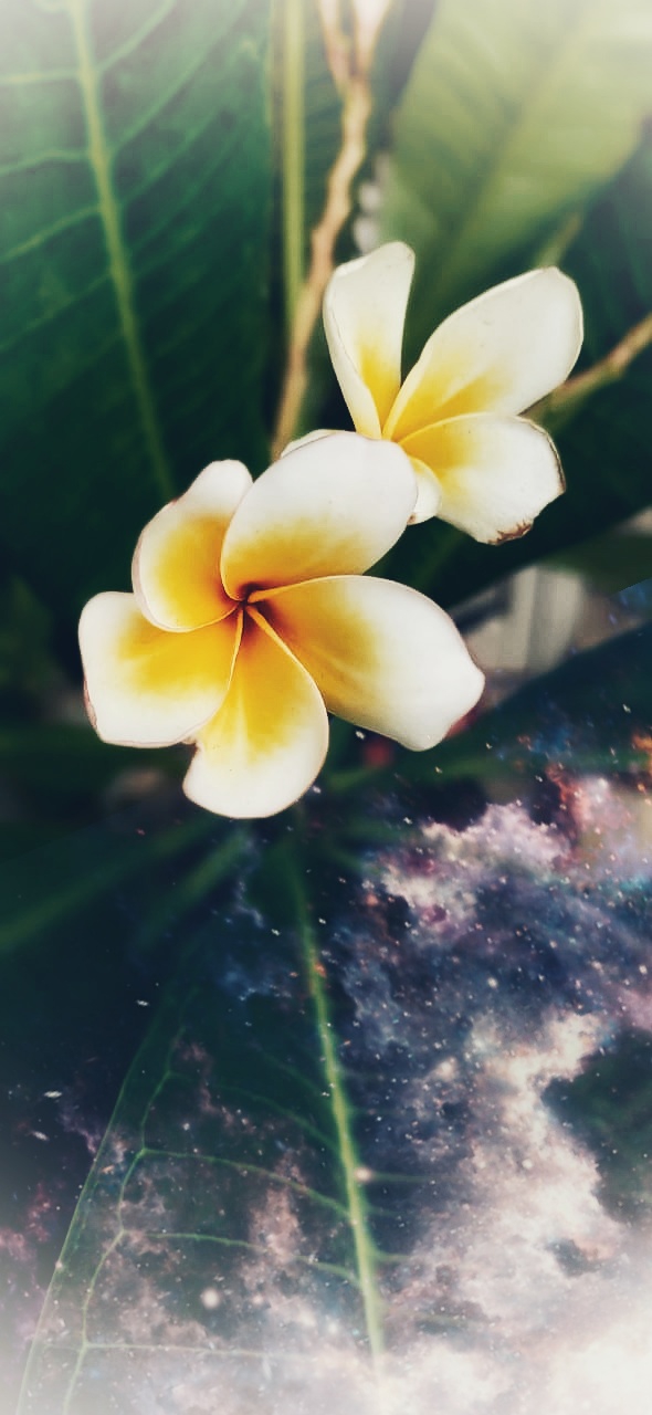 flower..