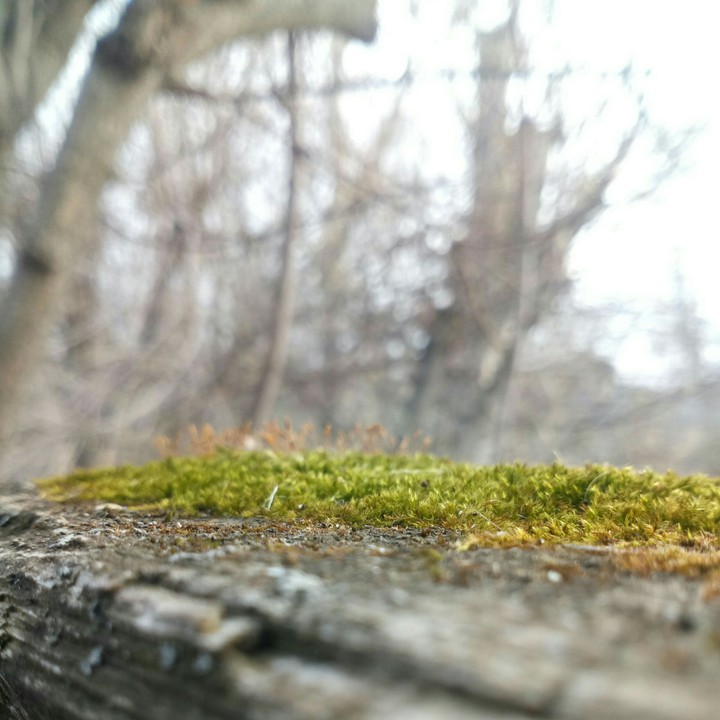 Мох